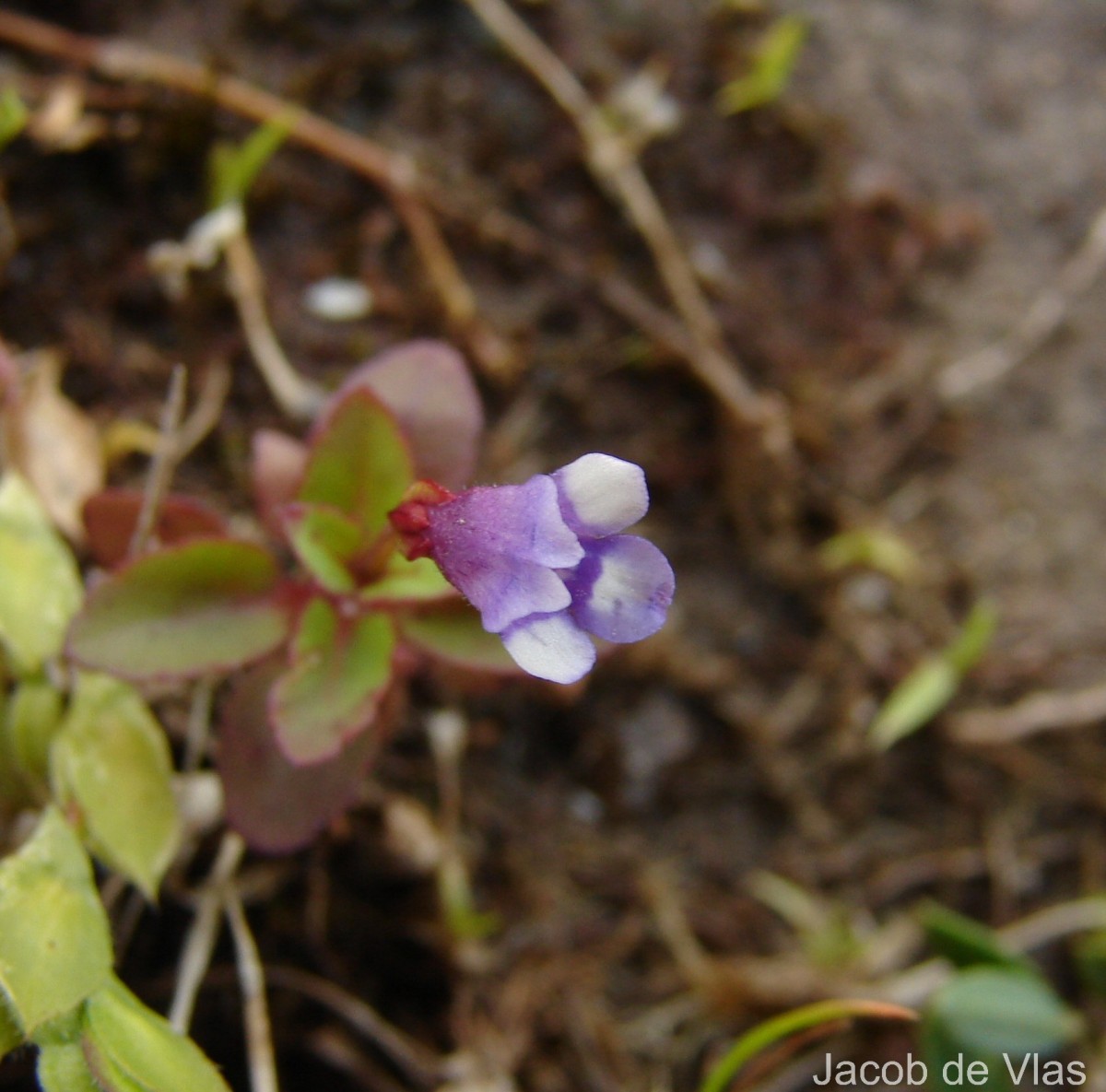 Torenia crustacea (L.) Cham. & Schltdl.